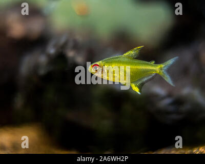 Tetra limone (Hyphessobrycon pulchripinnis ) in un serbatoio di pesci Foto Stock