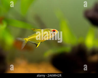 Tetra limone (Hyphessobrycon pulchripinnis ) in un serbatoio di pesci Foto Stock