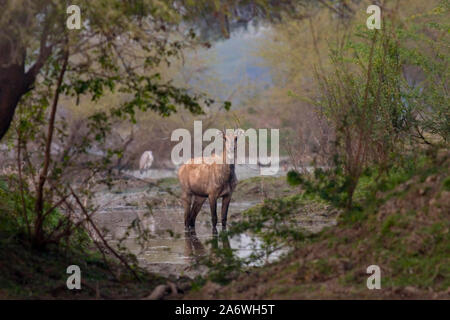 NILGAI O BLU maschio BULL Boselaphus tragocamelus Bharatpur Parco Nazionale, India. Foto Stock