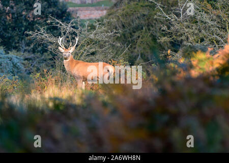 Maschio rosso cervo il cervo (Cervus elaphus) durante la stagione di solchi a Glenfield Lodge Park, Leicestershire, Regno Unito Foto Stock