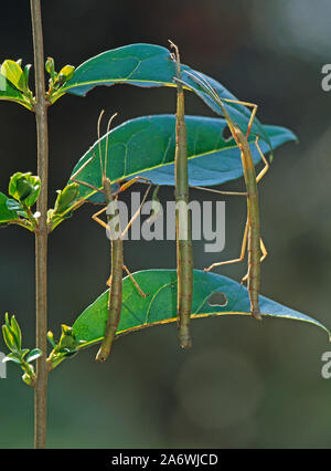 INDIAN STICK insetti (Carausius morosus). Tre individui su ligustro ramoscello (stabilimento alimentare). Illustrare mimica. Foto Stock