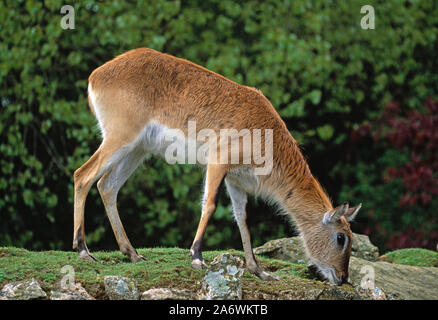 KAFUE LECHWE (Kobus leche kafuensis). Pascolo. Erbivoro. Animale prigioniero. Foto Stock