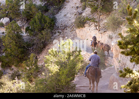 I cowboys che portano un mulo treno nel Grand Canyon in discesa su un sentiero polveroso Foto Stock