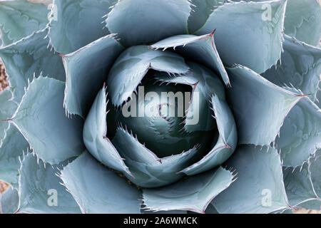 Calmante agave blu apertura dettaglio Foto Stock