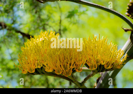 Golden Agave Bloom Foto Stock