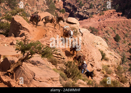 Guardando verso il basso su sei muli e un cowboy in un mulo treno su un sentiero di torsione nel Grand Canyon Foto Stock