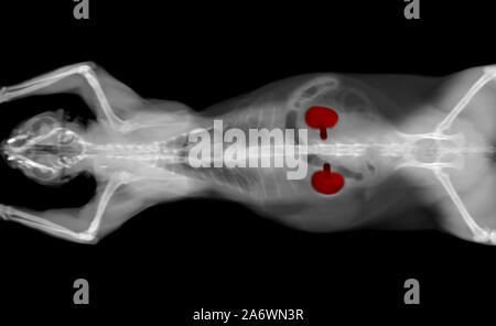 Bianco e nero scansione TC di un gatto pet su uno sfondo nero. Oncologo diagnosi veterinaria test x-ray. reni evidenziata in rosso. Foto Stock