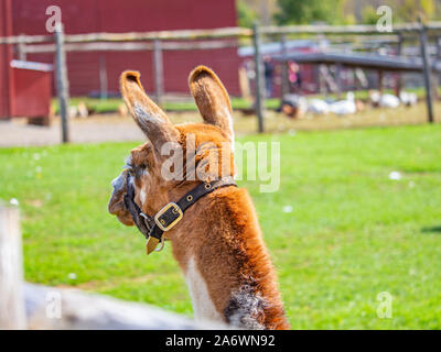 Il retro di un llama la testa si è visto come esso si allontana. La luce marrone e bianco animale indossa un tessuto halter intorno al suo muso e collo. Si erge in un Foto Stock