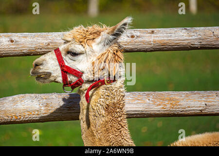 Un bianco e marrone chiaro llama-ibrido di alpaca sorge da una staccionata di legno. L'animale il profilo può essere visto, mostrando la sua faccia dettagliata e pelliccia, e un rosso f Foto Stock