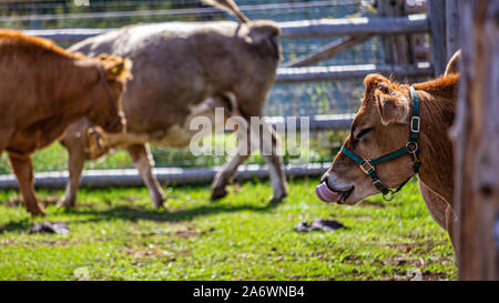 Una mucca marrone in una penna recintato bastoni la lingua fuori che lambisce le sue labbra. Visto di profilo, il suo occhio visibile è chiuso sul lato della sua testa. Altre ca Foto Stock