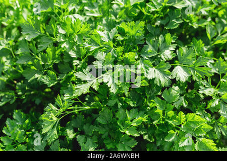 Prezzemolo in farmer's garden per cibo o medicina. Buona verde prezzemolo organici vegetali cresce nel terreno aperto. Giovani foglie profumate in crescita. Erba di prezzemolo Foto Stock