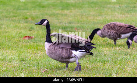 Un Canada Goose è in piedi in un campo di erba tagliata come si stende le sue ali. Altre due oche sono visibili rovistando in erba dietro di esso. Foto Stock