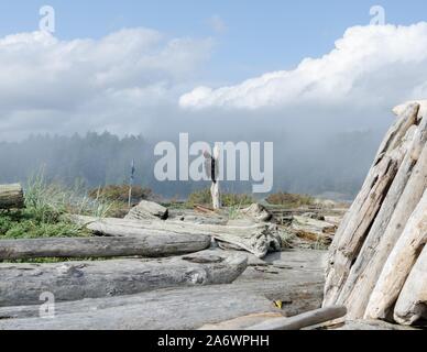 Spiaggia l'arte nella laguna di Esquimalt uccello migratore Santuario in Victoria, BC. Foto Stock