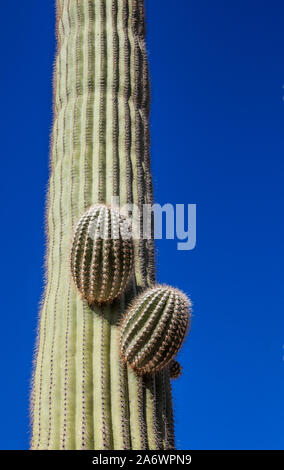 Un cactus Saguaro dettaglio contro un profondo cielo blu nel Parco nazionale del Saguaro, Arizona, Stati Uniti. Foto Stock