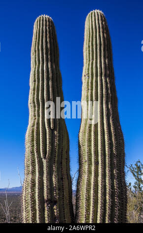 Due cactus Saguaro affiancati, Parco nazionale del Saguaro, Arizona, Stati Uniti. Foto Stock