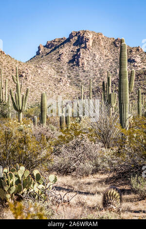 Il paesaggio del deserto, Parco nazionale del Saguaro, Arizona. Foto Stock