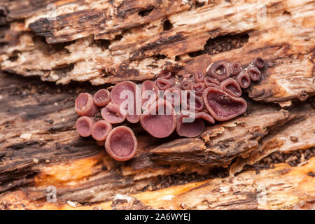 Viola (Jellydisc Ascocoryne sarcoides) che cresce su un marciume log. Foto Stock