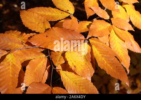 Due tonalità di giallo e marrone e le foglie in autunno Sunshine Foto Stock