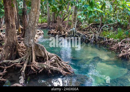 Un piccolo fiume che scorre attraverso una foresta di mangrovie con spessi alberi con radici ritorto. L'acqua è verde e trasparente. Attorno alla giungla asiatica. Foto Stock