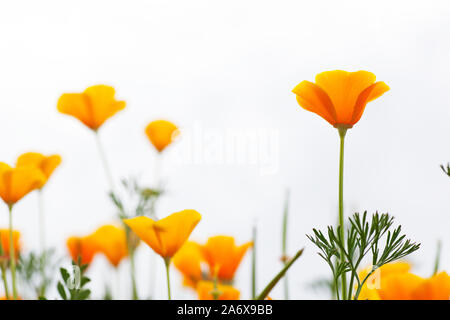 Arancione Papavero californiano contro uno sfondo bianco (Eschscholzia californica) Foto Stock