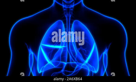 Umano Sistema respiratorio polmoni anatomia Foto Stock