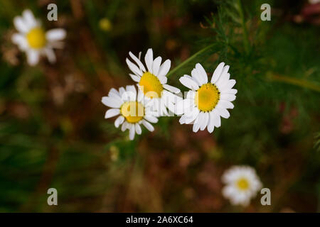 I fiori di camomilla in una radura della foresta su una soleggiata giornata autunnale closeup Foto Stock