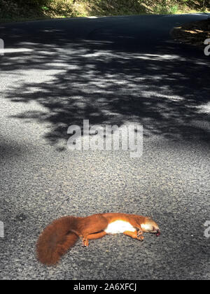 Lo scoiattolo colpita dalla vettura su asfalto strada forestale. La scoiattolo morto disteso sul modo. Foto Stock