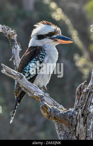 Ridendo Kookaburra, Dacelo novaeguineae, Narrawallee, Nuovo Galles del Sud, Australia. Foto Stock