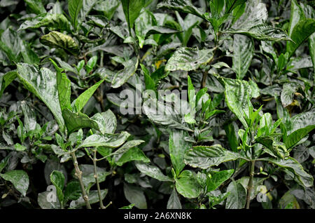 Indaco cinese. Polygonum tinctorium / Persicaria tinctoria nel villaggio di Zhoucheng, provincia di Yunnan (Cina) Foto Stock