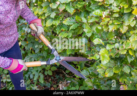 I giovani non identificabili lady taglio siepe di faggio con manuale hedge clippers Foto Stock