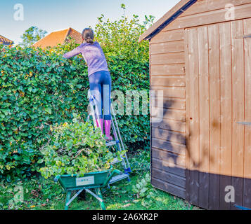 Femmina non identificabili giardiniere taglio siepe di faggio con manuale hedge clippers Foto Stock