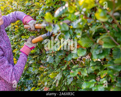 I giovani non identificabili lady il taglio di una siepe di faggio con manuale hedge clippers Foto Stock