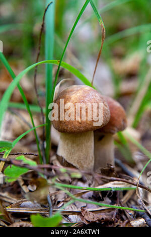 Fungo della famiglia Boletus edulis (CEP, penny bun, porcino o porcini, di solito chiamato funghi porcini) cresce sul suolo della foresta tra il muschio, gree Foto Stock