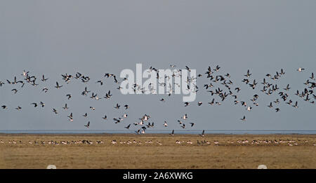 Il russo Brent Oca o scuro-panciuto Brent Goose 'Branta bernicia' Gruppo con Shelduck 'T tadorna' sulla costa della contea del Lincolnshire. Foto Stock