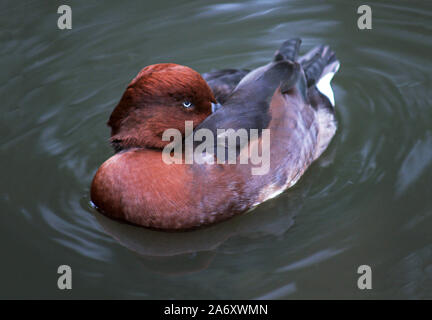 Moretta tabaccata 'Aythya nyroca' maschi in allevamento piumaggio sull'acqua.Wildfowl and Wetlands Trust. Martin semplice. Lancs.. In Inghilterra. Foto Stock