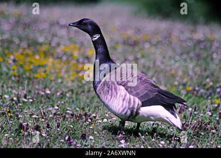 Brent Goose 'Branta bernica hrota' Wildfowl & Wetlands Trust. Washington. Tyne e usura. Inghilterra. Foto Stock