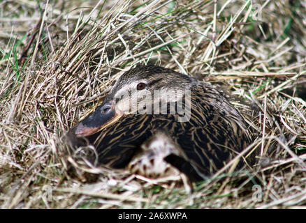 Mallard "Anas platyrhynchos' femmina su il nido al Wildfowl & Wetlands Trust. Washington. Tyne & Wear. In Inghilterra. Foto Stock