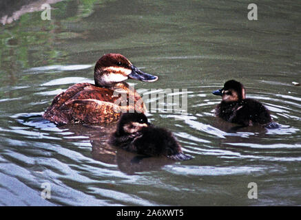 North American Ruddy Duck 'Oxyura jamaicensis' femmina con 2 anatroccoli.Wildfowl & Wetlands Trust. Washington. Tyne & Wear. In Inghilterra. Foto Stock