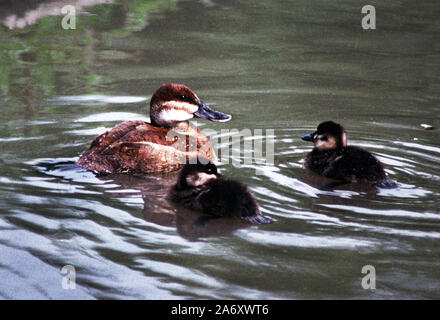 North American Ruddy Duck 'Oxyura jamaicensis' femmina con 2 anatroccoli.Wildfowl & Wetlands Trust. Washington. Tyne & Wear. In Inghilterra. Foto Stock