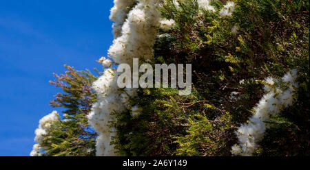 Candidi fiori di Australian Melaleuca linariifolia, neve in estate, stretto-lasciava paperbark, o lino-lasciava paperbark con denso fogliame a cupola. Foto Stock