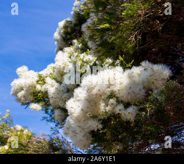 Candidi fiori di Australian Melaleuca linariifolia, neve in estate, stretto-lasciava paperbark, o lino-lasciava paperbark con denso fogliame a cupola. Foto Stock