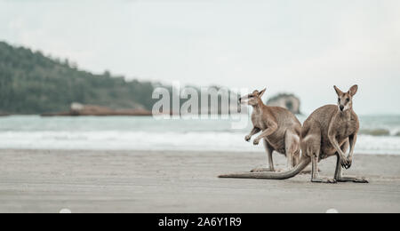 Canguri guarda l'oceano in spiaggia Foto Stock