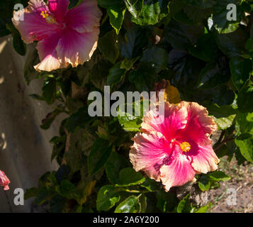 Piuttosto la crema soffusa con singola rosa Hawaiian Hibiscus rosa-sinensis hibiscus sempreverde che fiorisce in primavera con grandi petali di colore verde contrastato . Foto Stock