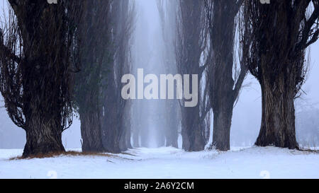 Viale di pioppi sotto la neve Foto Stock