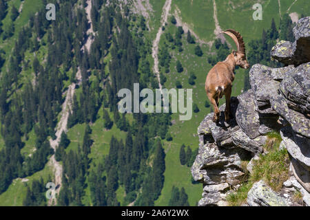 Naturale Alpino maschio Capra ibex capricorno bilanciamento sulla roccia ad abisso Foto Stock