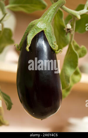 Un morto testa di papavero cercando piuttosto bello, è possibile vedere i semi disperata per sfuggire i piccoli fori nella parte superiore. In autunno. Foto Stock