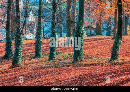 Tronco di albero coperto dalla pianta di edera. Stagione autunno sfondo naturale. Concetto di caduta nel parco. Vivid colorata scena naturale. Europa Foto Stock