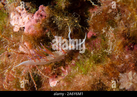 Sea Slug, Cratena peregrina, Glaucidae, Tor Paterno Area Marina Protetta, Lazio, Roma, Italia, Mare Mediterraneo Foto Stock