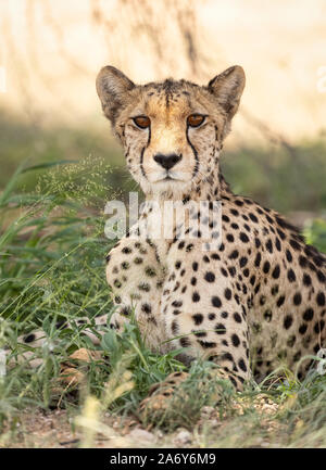 Ghepardo che riposa all'ombra del caldo della giornata nel Parco Nazionale di Kalahari in Sudafrica Foto Stock