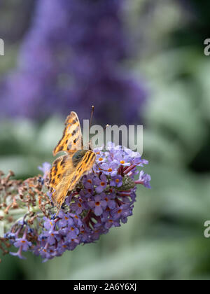 Una virgola di ali di farfalla diffusione alimentazione su un fiore Buddleia spkie Foto Stock